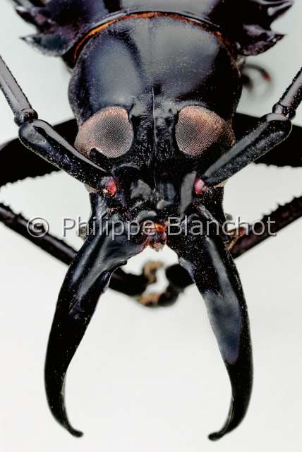 Dorysthenes walkeri.JPG - in "Portraits d'insectes" ed. SeuilDorysthenes walkeriBaladevaLong horned beetleColeopteraCerambycidaeThailande